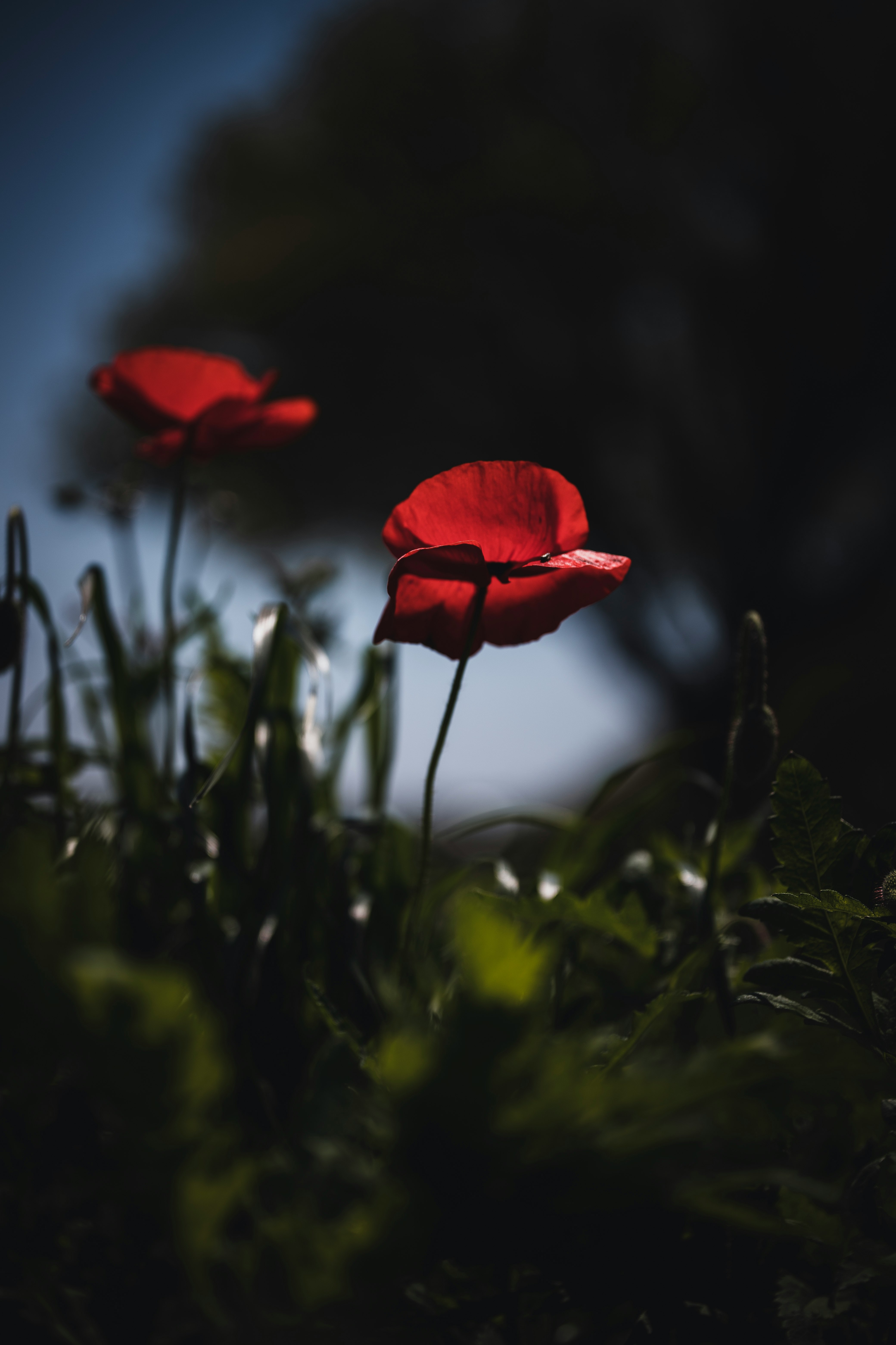 red flower in tilt shift lens